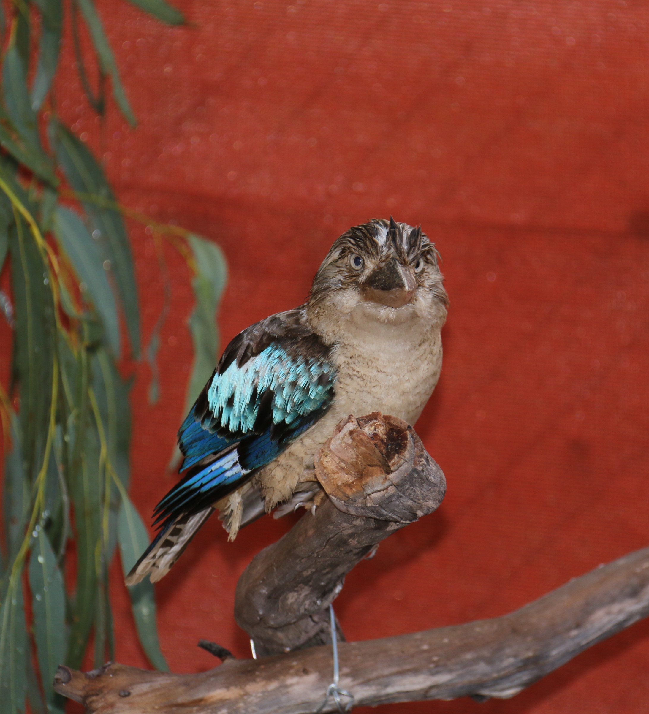 Wildlife Care
